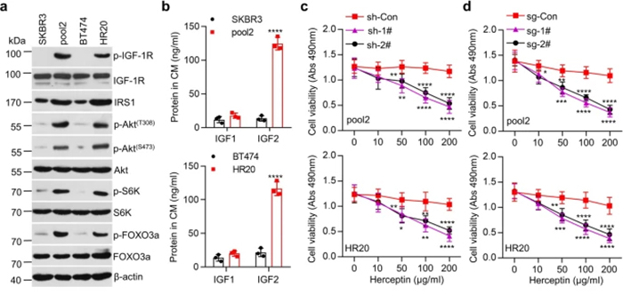 IGF2/IGF-1R/IRS1/Akt/mTOR signaling pathway 